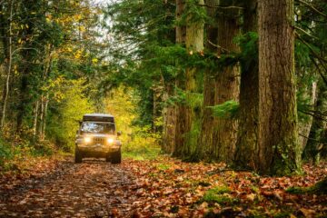 &Agrave; travers les for&ecirc;ts de Sologne, durant la rando 4x4