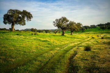 Une belle piste de notre roadbook 4x4 dans l'Alentejo