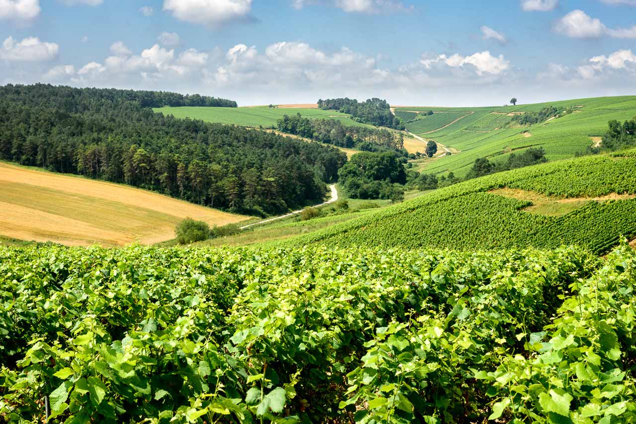Het 4×4-roadbook brengt je door de wijngaarden van de Champagne (bij Celles-sur-Ource)