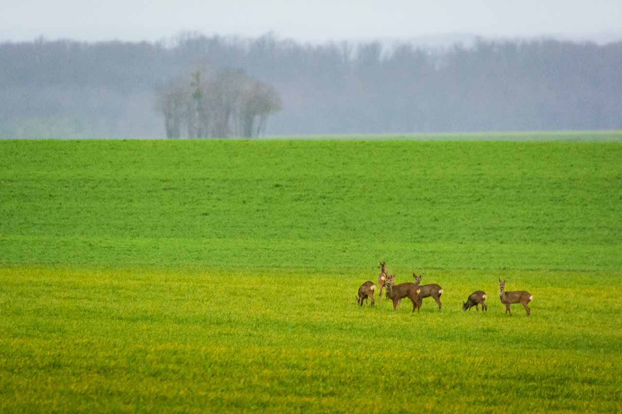 Hertjes tijdens het 4×4 rijden, in de omgeving van Bouzancourt