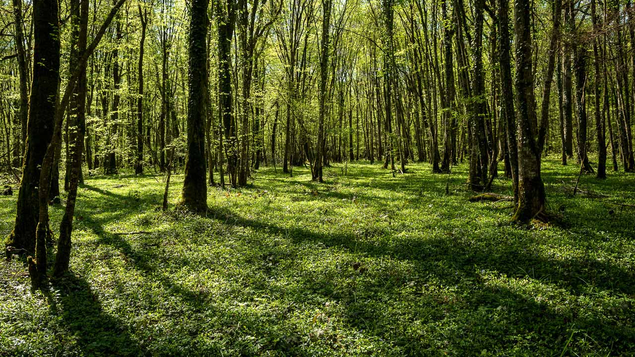 Grootse bossen op de 4×4 route tussen Bouzancourt en Leschères-sur-le-Blaiseron