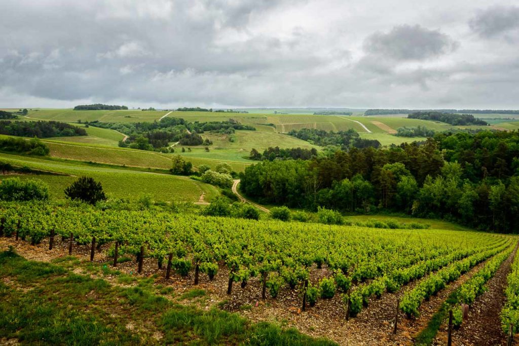 De 4×4 route begint in de Côte des Bar, hier wijngaarden bij Colombe-la-Fosse