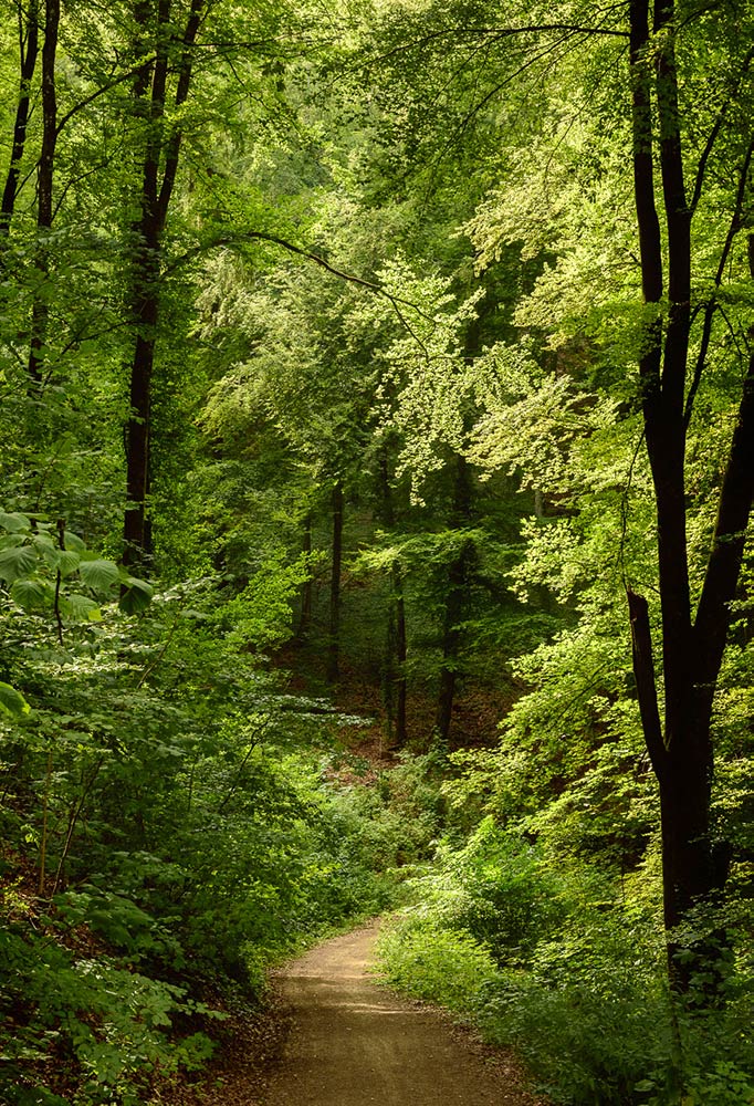 Grootse bossen langs het 4x4 roadbook, Hannonville-sous-Les-Cotes