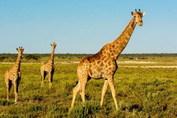 4×4-reis-namibie-kaokoland-0012