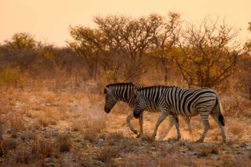 4×4-reis-namibie-kaokoland-0024
