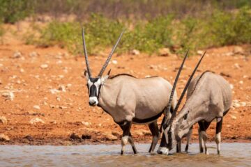 4×4-reis-namibie-kaokoland-0036
