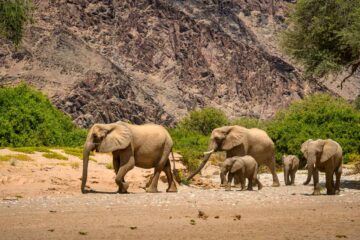 4×4-reis-namibie-kaokoland-0165