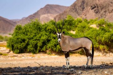 4×4-reis-namibie-kaokoland-0168